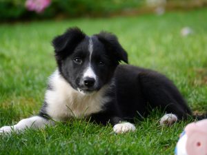 border-collie-1167898_1920