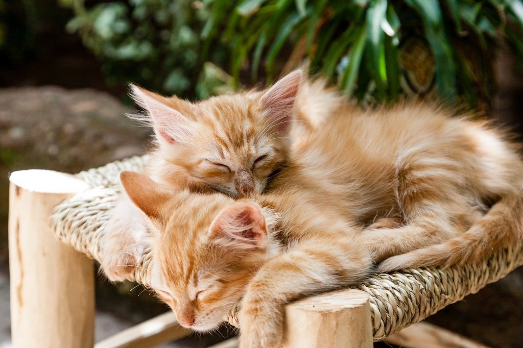 deux chatons endormis sur un tabouret